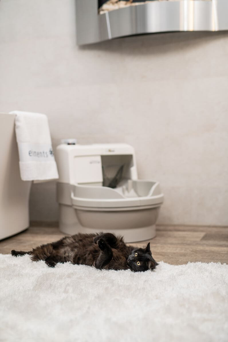 kočičí toaleta se splachováním